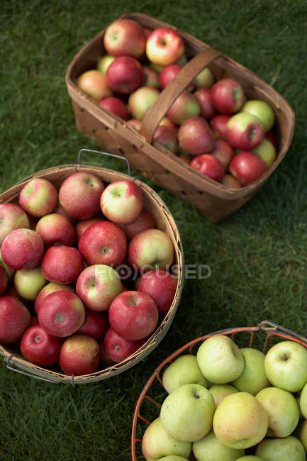 Свежий урожай яблок, вид под высоким углом. Зеленые и красные яблоки в плетеных корзинах — стоковое фото