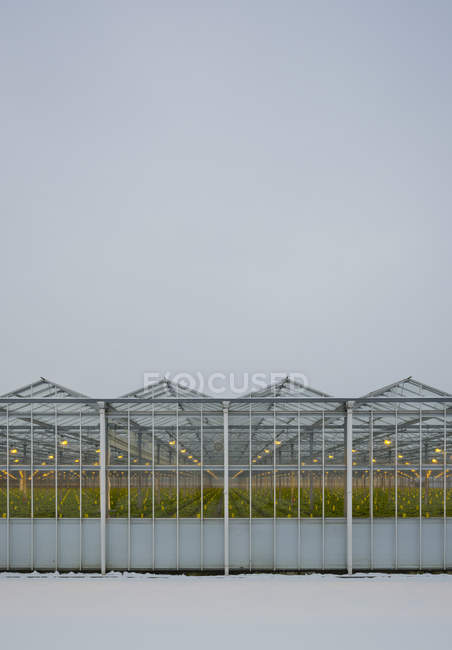 Greenhouse using LED lights, Made, Noord-Brabant, Netherlands — Stock Photo