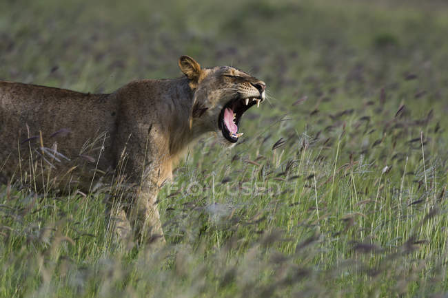 Vista lateral do leão macho jovem rugindo e de pé no campo com grama verde — Fotografia de Stock