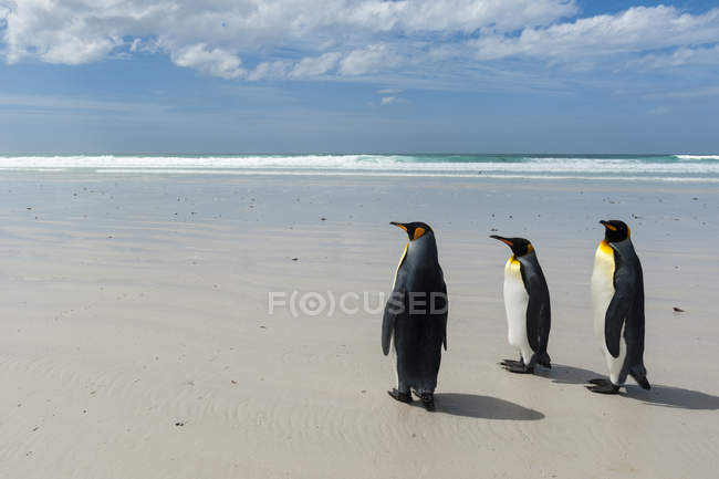 Король пінгвіни прогулянки по відношенню до моря, порт-Стенлі, Південна Америка — стокове фото