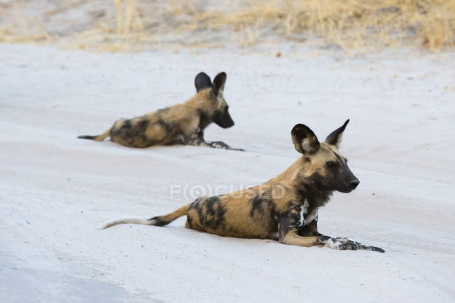 Zwei afrikanische Wildhunde liegen auf Sand in Savuti, Chobe Nationalpark, Botswana — Stockfoto