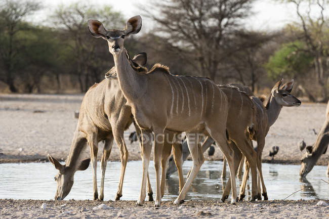 Greater kudus standing near waterhole in Kalahari, Botswana — Stock Photo