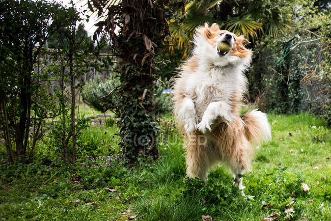 Domestic dog in rural setting playing with toy ball — Stock Photo