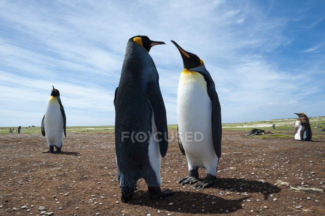 Колония королевских пингвинов на побережье, Порт-Стэнли, Фолклендские острова, Южная Америка — стоковое фото
