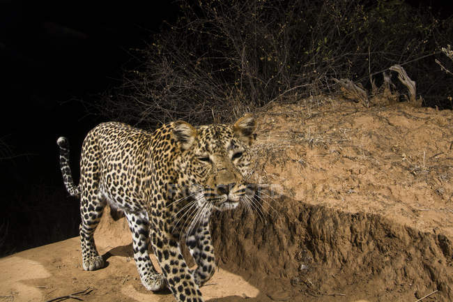 Leopard walking in night, Kalama Conservancy, Samburu, Kenya — Stock Photo