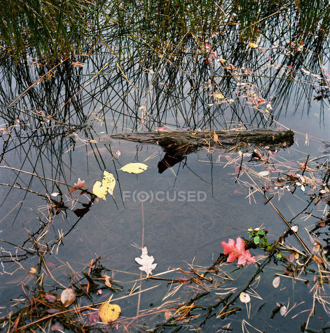 Madera y hojas de otoño flotando en el estanque, de cerca - foto de stock