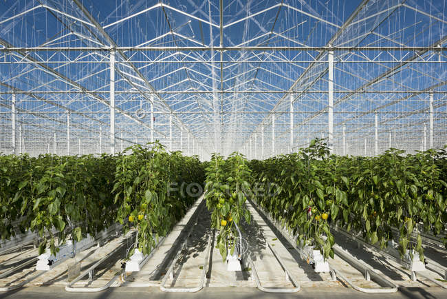 Righe di peperoni che crescono in serra, Zevenbergen, Brabante settentrionale, Paesi Bassi — Foto stock