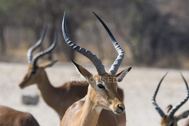 Beautiful Impalas with horns in Kalahari, Botswana — Stock Photo