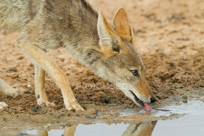 View of black backed jackal drinking water — Stock Photo