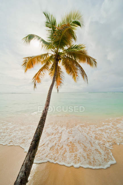 Green palm tree by the sea, Pigeon Point, Tobago — Stock Photo