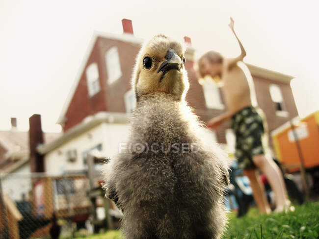 Chick and boy in background — Stock Photo