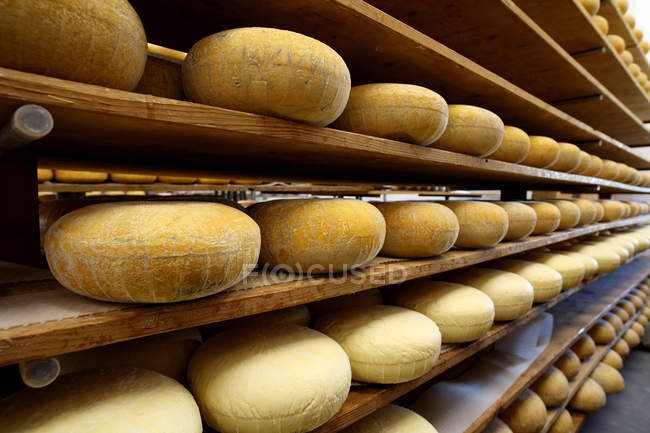 Stanza di stagionatura dove vengono conservati formaggi stagionati per la stagionatura — Foto stock