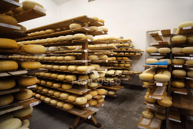Sala de envelhecimento onde os queijos duros são armazenados para amadurecer — Fotografia de Stock