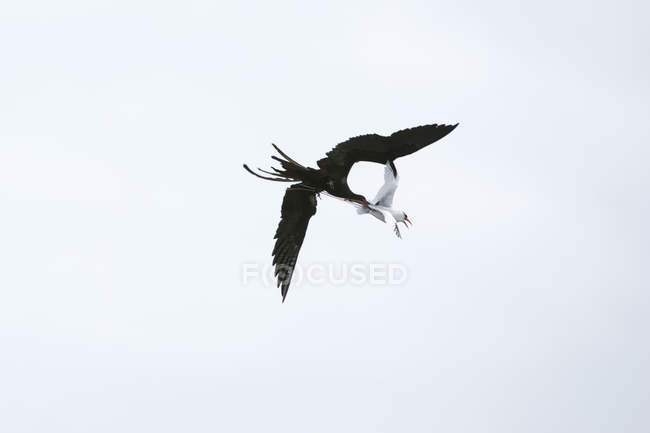 Großer Fregattenvogel (frigata minor), der einen Rotschnabel-Tropenvogel (phaethon aethereus) angreift, Tiefblick, Südplatzinsel, Galapagos-Inseln, Ecuador — Stockfoto