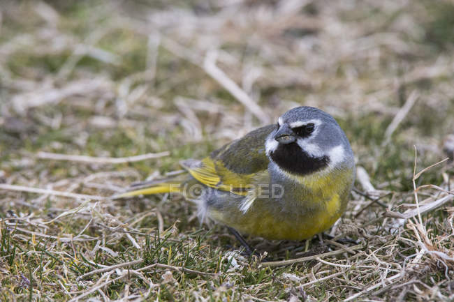 White-bridled finch sitting on ground, Port Stanley, Falkland Islands, South America — Stock Photo