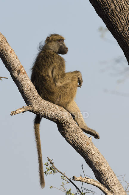 One Chacma Baboon sitting on tree in Okavango Delta, Botswana — Stock Photo