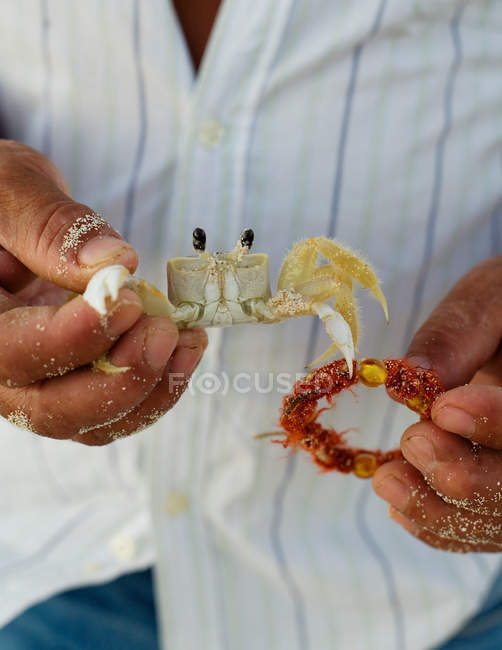 Imagen recortada de Hombre sosteniendo cangrejo en las manos - foto de stock