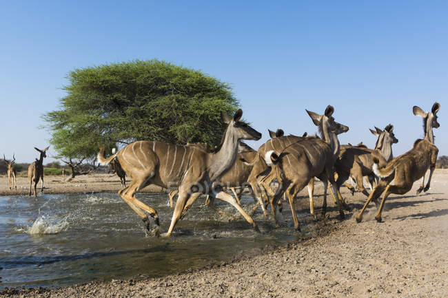 Kudus läuft aus Wasserloch in Botswana — Stockfoto
