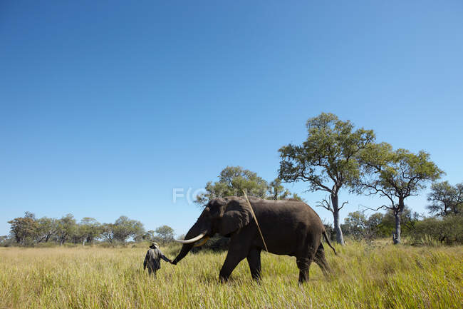 L'uomo che conduce l'elefante attraverso l'erba, Delta dell'Okavango, Botswana, Africa — Foto stock