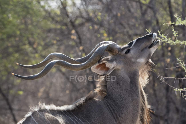 Visão lateral do macho maior kudu alimentação em botswana — Fotografia de Stock