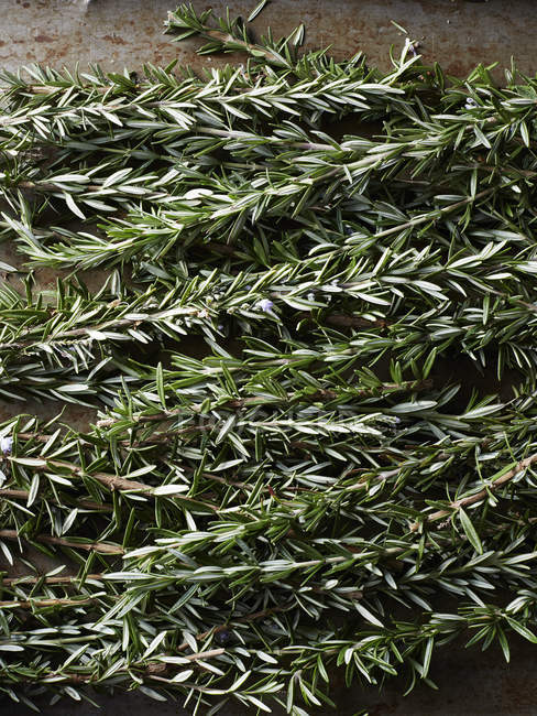 Натюрморт из розмариновой травы, вид сверху — стоковое фото