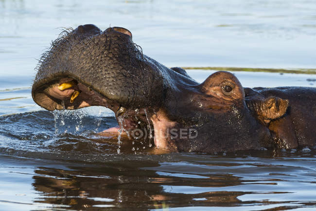 Ippopotamo a bocca aperta nel fiume, concessione Khwai, delta dell'Okavango, Botswana — Foto stock