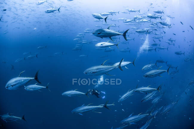 Diver con scuola di tonno pinna gialla, Arcipelago di Revillagigedo, Tamaulipas, Messico — Foto stock