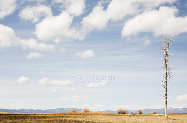 Arbre nu sur prairie, Californie, USA — Photo de stock