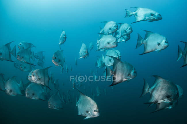 Plan sous-marin de poissons pique atlantiques en bancs, Quintana Roo, Mexique — Photo de stock