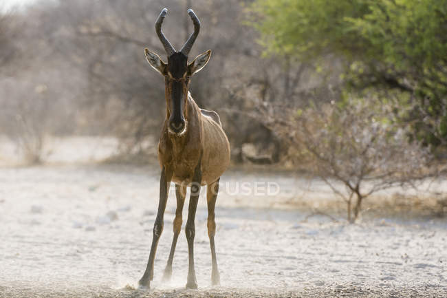 Rotes Hartebeest blickt in die Kamera, kalahari, botswana — Stockfoto