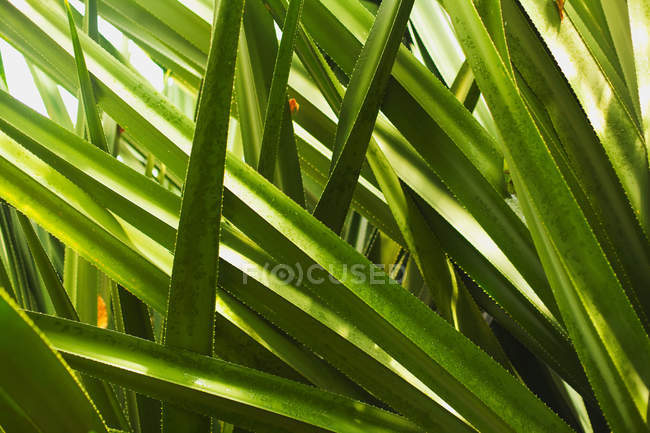 Primer plano del fondo de las hojas verdes, marco completo - foto de stock