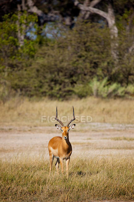 Impala Masculino em pé na grama em Botswana, África — Fotografia de Stock