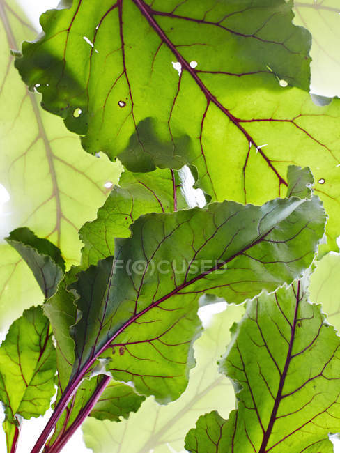 Still life of beetroot leaves, overhead view — Stock Photo