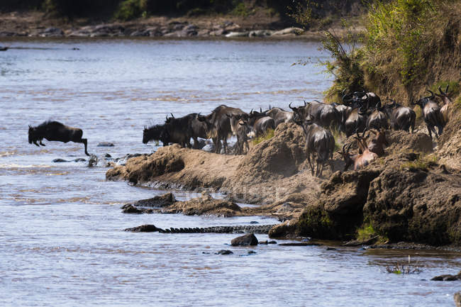 Gnu che attraversano la riva del fiume Mara, Masai Mara National Reserve, Kenya — Foto stock