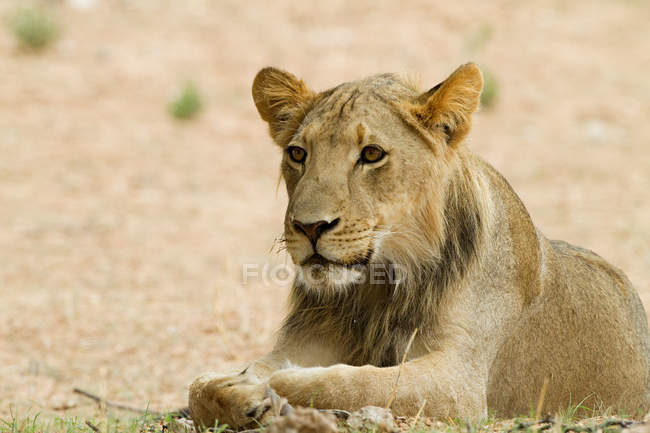 Молодий самця лева лежав на землі і дивитися вбік — стокове фото