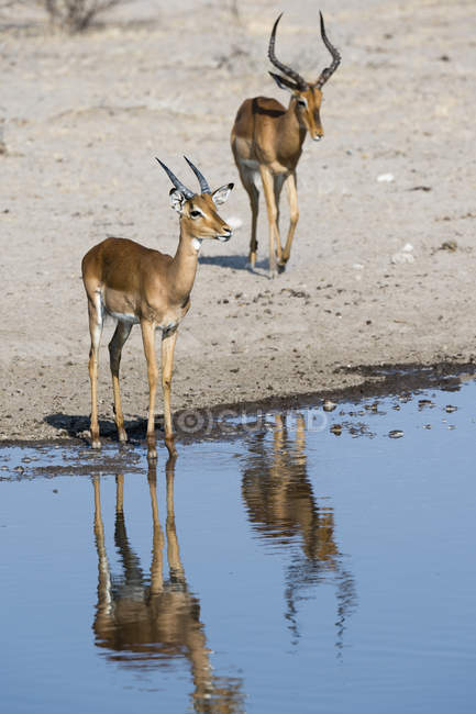 Due impala maschili in piedi vicino alla pozza d'acqua — Foto stock