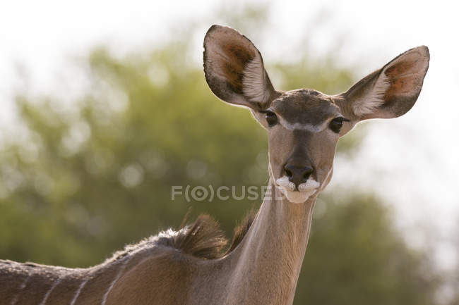 Portrait of female greater kudu in kalahari, botswana — Stock Photo