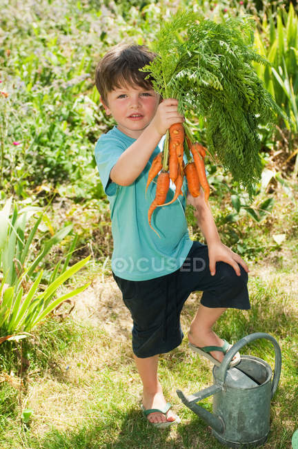 Niño sosteniendo racimo de zanahorias de cosecha propia - foto de stock