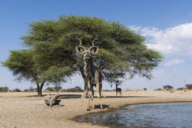 Greater kudu standing near waterhole and looking at camera in Kalahari, Botswana — Stock Photo