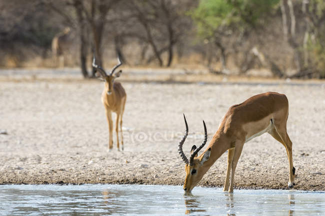 Одна Импала пьет воду из реки, другая стоит на земле в Калахари, Ботсвана — стоковое фото