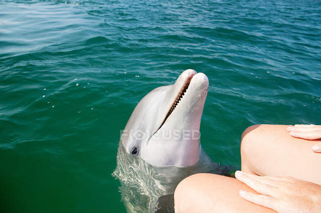 Женщина сидит в зеленой воде с дельфином — стоковое фото