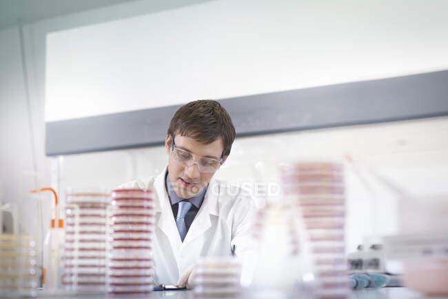 Chercheur scientifique masculin portant des lunettes de sécurité au poste de travail avec des boîtes de Pétri dans un laboratoire de recherche. — Photo de stock