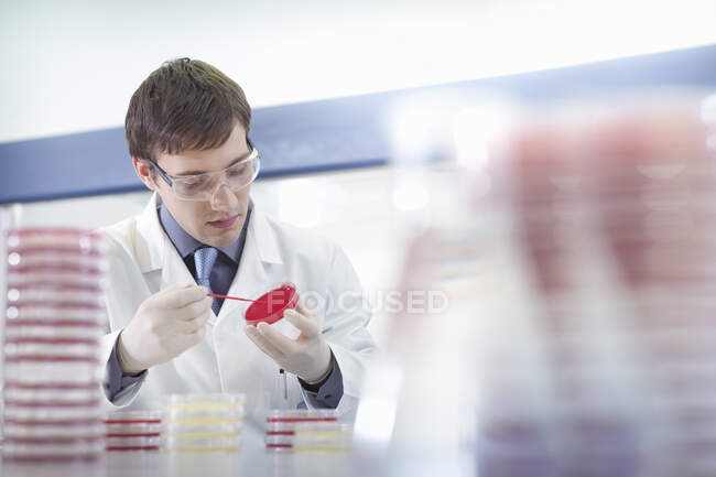Investigador científico masculino con gafas de seguridad en el puesto de trabajo con placas de Petri en laboratorio de investigación. - foto de stock