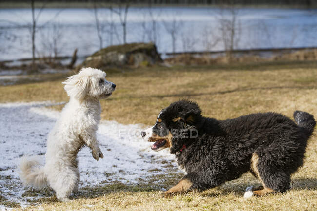 Бернский горный щенок и мальтийский пудель играют вместе в парке. — стоковое фото