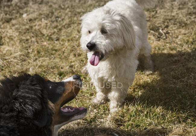 Berner Sennenhundewelpe und Malteser Pudel spielen gemeinsam in einem Park. — Stockfoto