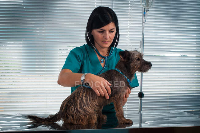 Veterinário fêmea ouvindo batimento cardíaco do cão. — Fotografia de Stock