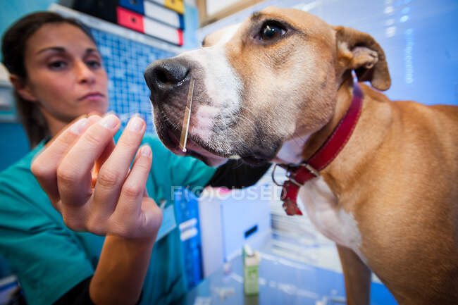 Женщина-ветеринар во время сеанса иглоукалывания у собаки. — стоковое фото