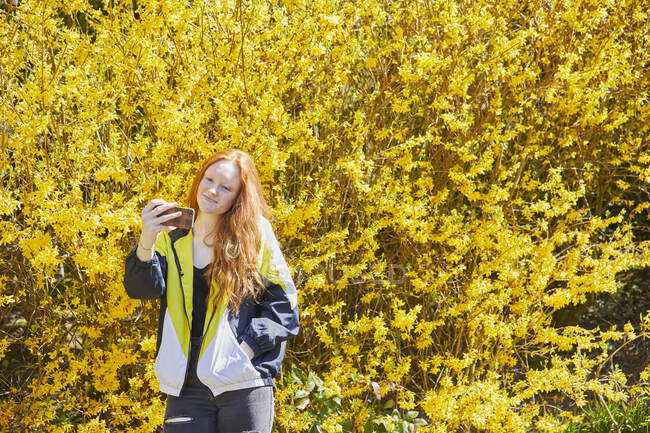 Adolescente parada frente a la gran Forsythia amarilla, revisando su teléfono móvil. - foto de stock