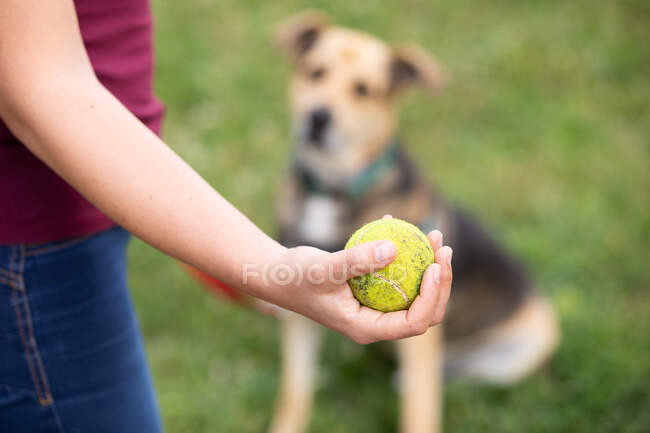Close up de mulher segurando bola de tênis e um cão de alerta sentado no gramado, esperando por ela para jogá-lo. — Fotografia de Stock