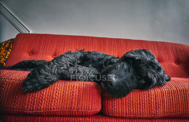 Черная собака, лежащая на красном диване, Вастерботтен-Лан, Швеция. — стоковое фото